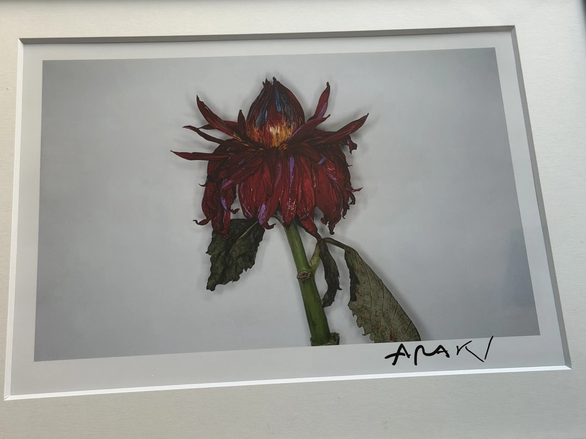 Nobuyoshi Araki Art Photographs for sale | eBay