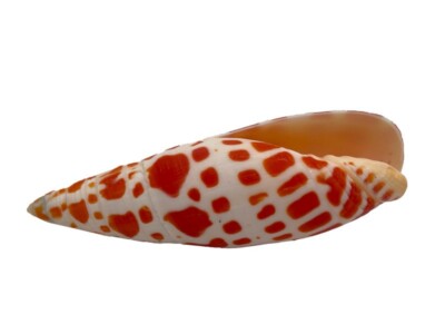 Echte Muschel Mitra Mitra Meeresschnecke ca. 9 cm