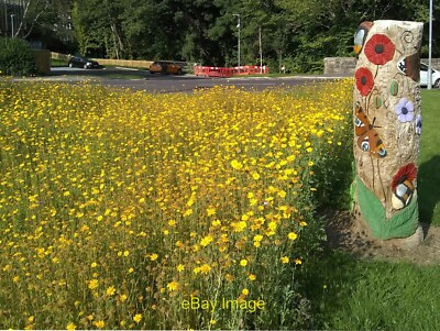Photo 12x8 Daisies and sculpture A flower bed of predominantly yellow dais c2021