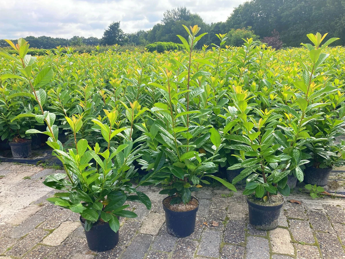 Kirschlorbeer Rotundifolia online kaufen | eBay.de