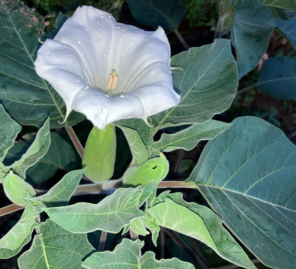 Datura Innoxia 20 Seeds White Flower Downy Thorn-Apple UK Stock | eBay