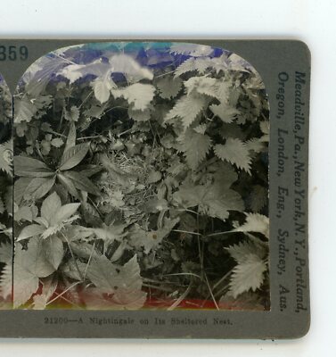 A Nightingale Bird on Her Nest England Keystone Stereoview