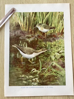 Bird Colour Print,  COMMON SANDPIPERS