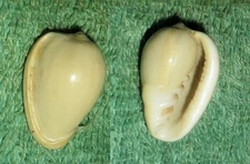 Special Collection Sale BL RFM 79909 Marginella glauca Jousseaume 1875 22.6mm F+