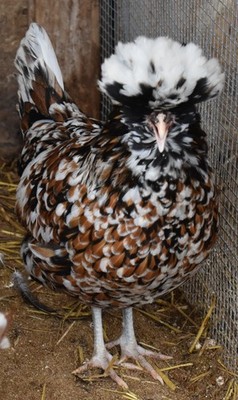 6+ Tolbunt Polish (Smooth Only, No Frizzle) Chicken Hatching Eggs-Presale April