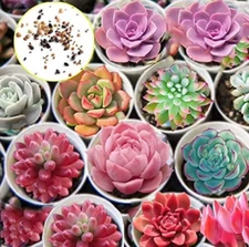 30 Hens and Chicks Cactus Succulent Seeds to Plant