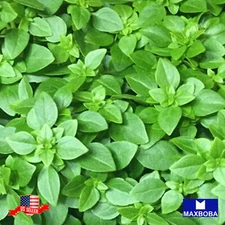 Basil Seeds - Dwarf Greek Heirloom Non-GMO Container
