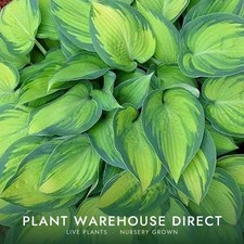 June Hosta Live Plant Nursery Grown 1 Gal Pot