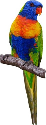 RAINBOW LORIKEET Australian Parrot Perched Bird - Window Cling Decal Sticker