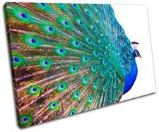 Peacock Feathers Animals SINGLE CANVAS WALL ART Picture Print VA