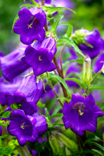 Canterbury bells Campanula medium single dark blue 420 seeds +FREE