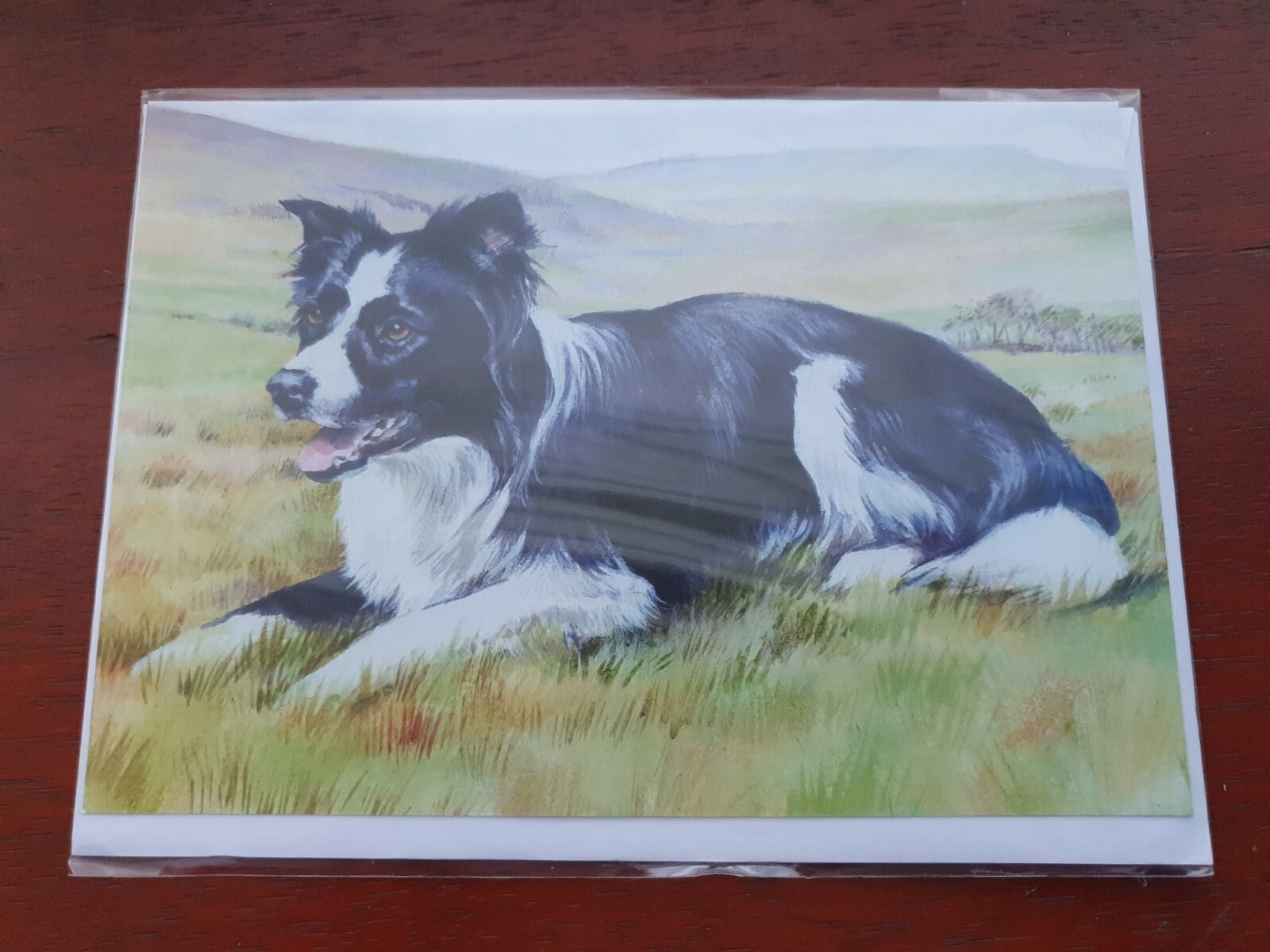 Border Collies greetings card Border Collie birthday card working dogs sheepdogs