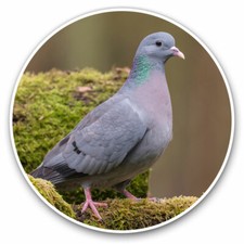 2 x Vinyl Stickers 15cm - Stock Dove Pigeon Bird Racing Birds Cool Gift #24261