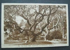 Le Conte Oak University of California Berkeley CA  Edward H Mitchell 942