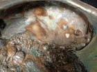 abalone shell large 9” X 7” rare giant size 9in X 7in seashell — photo 7