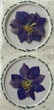 PURPLE FLOWER PRESSED & DRIED REAL FLOWERS(2pc)Leaves •Garden•Blooming•Buds•Stem