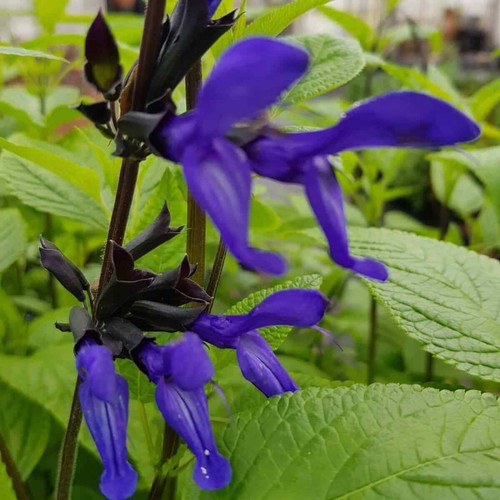 Salvia guaranitica ‘Amino’ Blue Flower Well Drained and Hardy Summer Colour - Picture 2 of 7