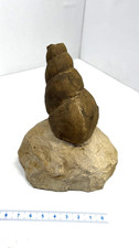 Versteinerte Schnecke - Länge Schaustück ca. 10 cm
