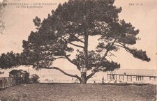 33 LE MOULLEAU LE PIN GIGANTESQUE