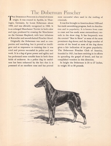 1942 Antique Doberman Print Edwin Megargee Doberman Pinscher Print 6405j