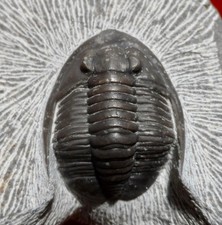TRILOBITE DÉVONIEN DU MAROC , PROETUS