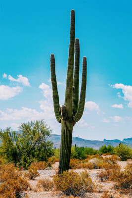 Cacti In Arid Land Under Blue Sky Nature Wall Art Home Decor - POSTER 20x30