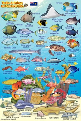 Franko Turks & Caicos Reef Creatures Guide Laminated Fish ID Card 4'' x 6''