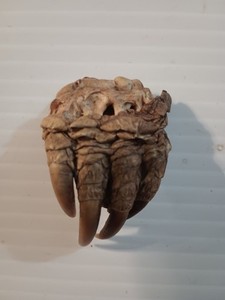 Snapping Turtle Claw Foot