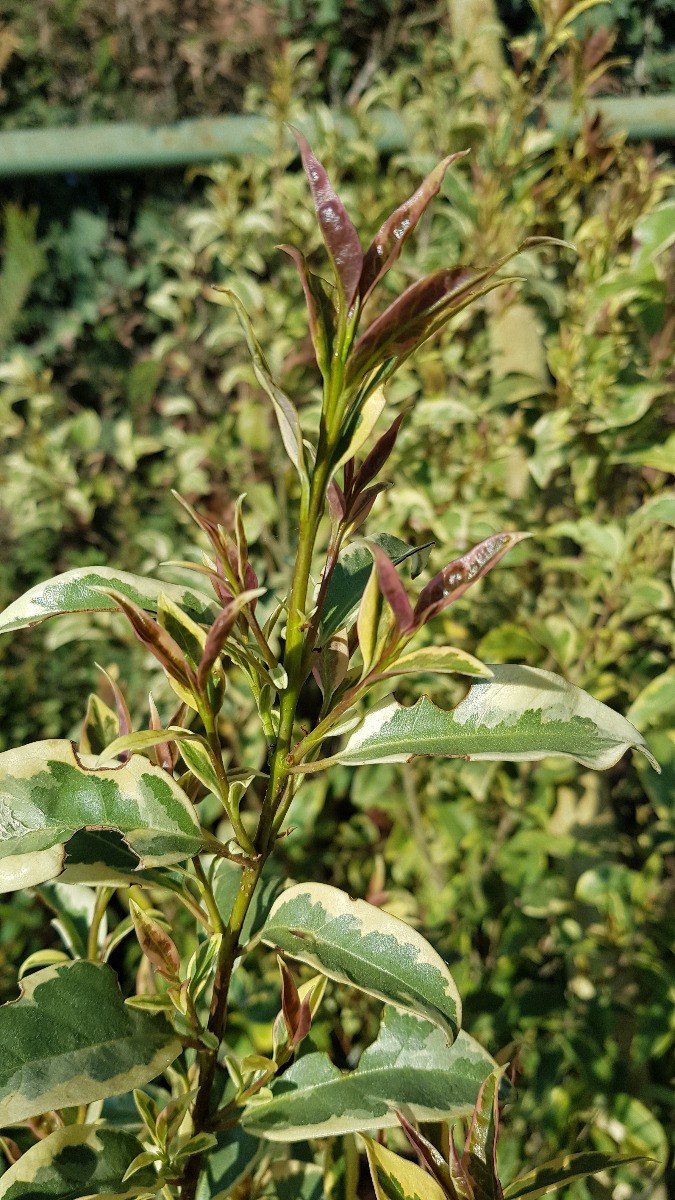 Ligustrum lucidum 'Excelsum Superbum' : Le Troène d'exception pour paysagiste