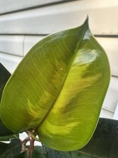FICUS Mutation In 8  Pot