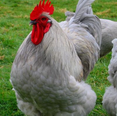 6 Farm Fresh Hatching Eggs * Fancy Breeds BRAHPI Brahma Orpington Lavendar  eb