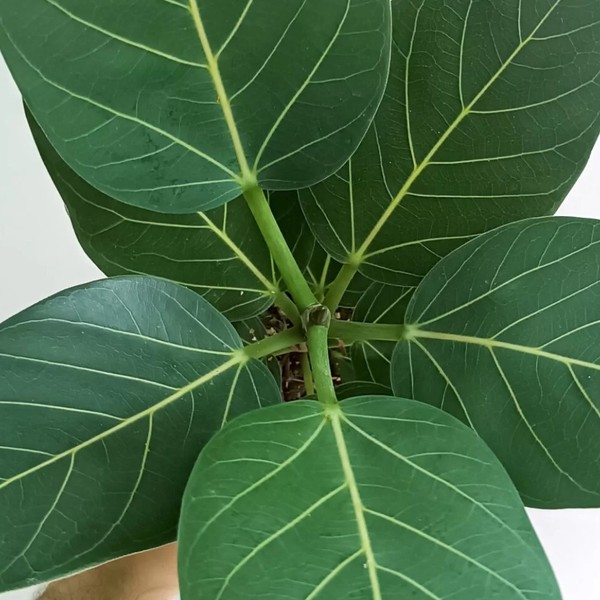 Ficus Benghalensis Audrey  |  Planta de Interior Tropical Rara | Fácil de Cuidar