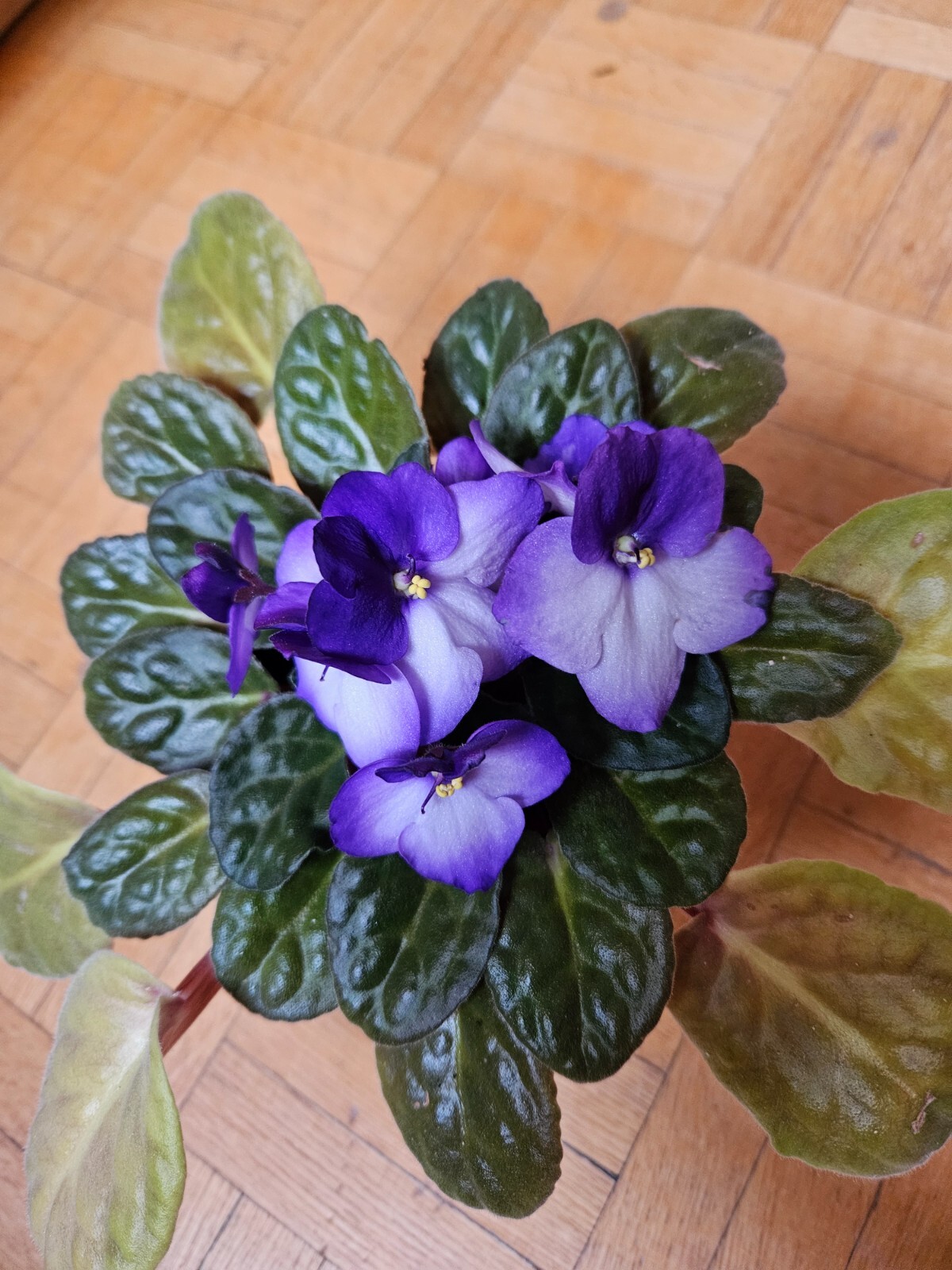 FLOWERS VIOLETS 🌼🌸🌷 Canada picture photo virtual postcard #012j3c by Julia S