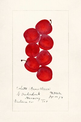 13342.Wall Decor Poster.Watercolor art.Room Interior design.Kitchen.Red Plums