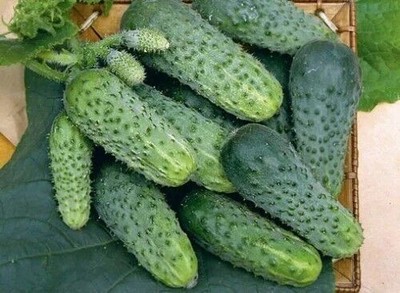 Gurke Zubrenok F1 0,25g Profi Samen hoher Ertrag weltweiter Versand
