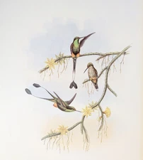 Gould ECUADOR RACKET-TAIL Hummingbirds Vintage Bird Art Print Bookplate S-37