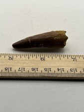 Spinosaurus 2” TOOTH  Teeth Dinosaur Fossil T Rex Cretaceous Morocco F79
