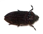 COLEOPTERA, BUPRESTIDAE, POLYCESTA THOMAE from DOMINICAN REPUBLIC ***