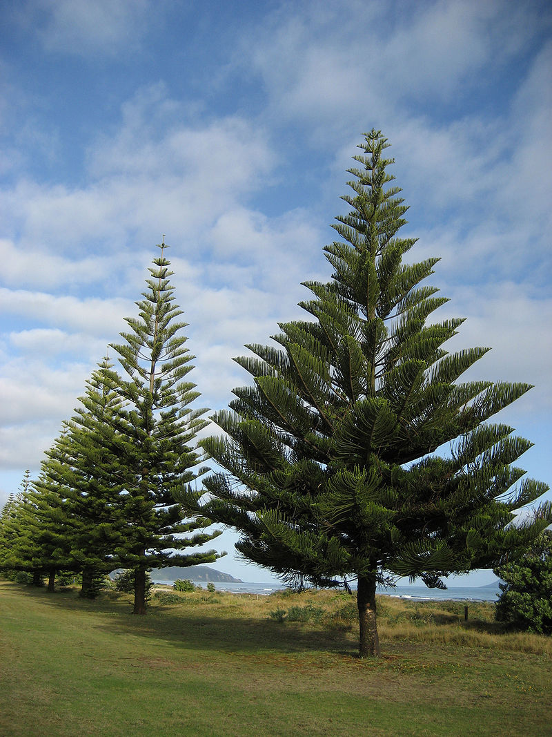 Norfolk Island Pine Araucaria Heterophylla 5 Seeds Ebay