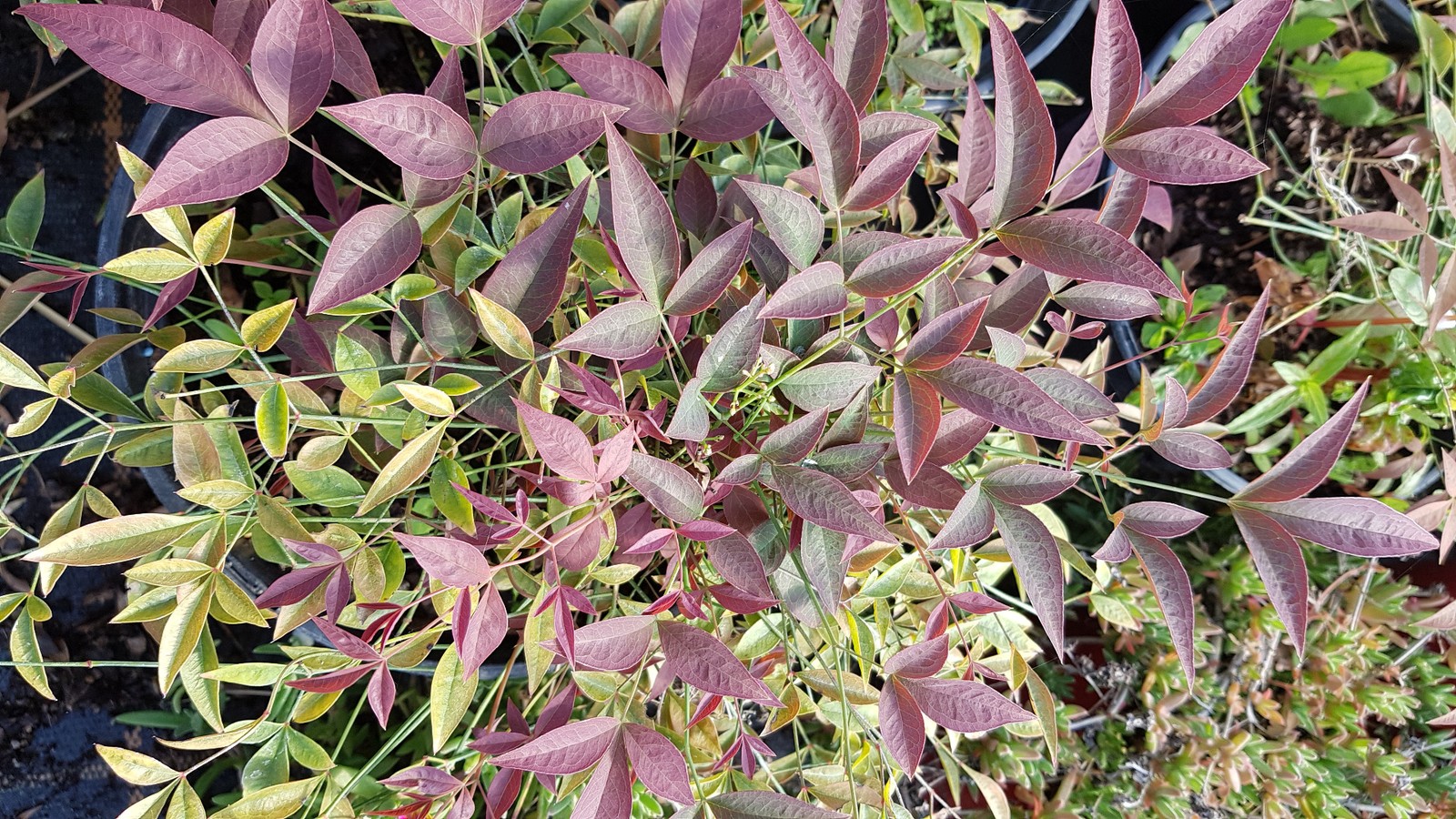 Bambou sacré nain pour terrasse fleurie Nandina domestica Flirt pourpre