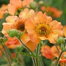 Geum Totally Tangerine Avens Hardy Outdoor Perennial Garden Plants in