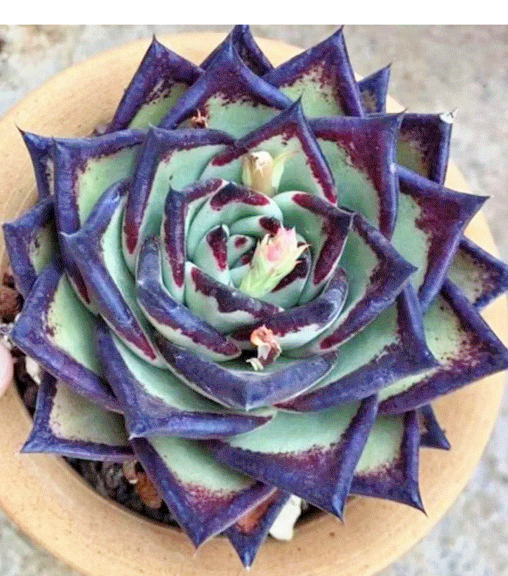 Echeveria agavoides 'Ebony' rare hen and chicks exotic plant seed 50