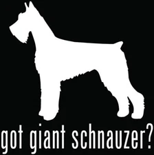 got giant schnauzer?  Graphic White Vinyl Decal Car Windows Laptop Tablet