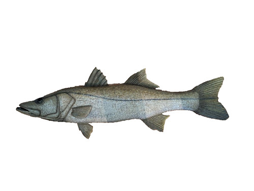 Snook Hand Painted 41" x 14" Large Wall Mount Game Fishing Salt Water