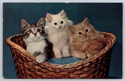 Postcard Three Kittens Basket White Tabby Yellow Tiger  Membership Commitee Cat