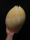 MASSIVE 32cm melo umbilicatus sea shell 12.5" Australian Collector #16614