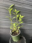 Frost Aster — photo 2