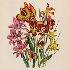 GLADIOLI – Varieties Current a Century Ago 1948 Botanical Print