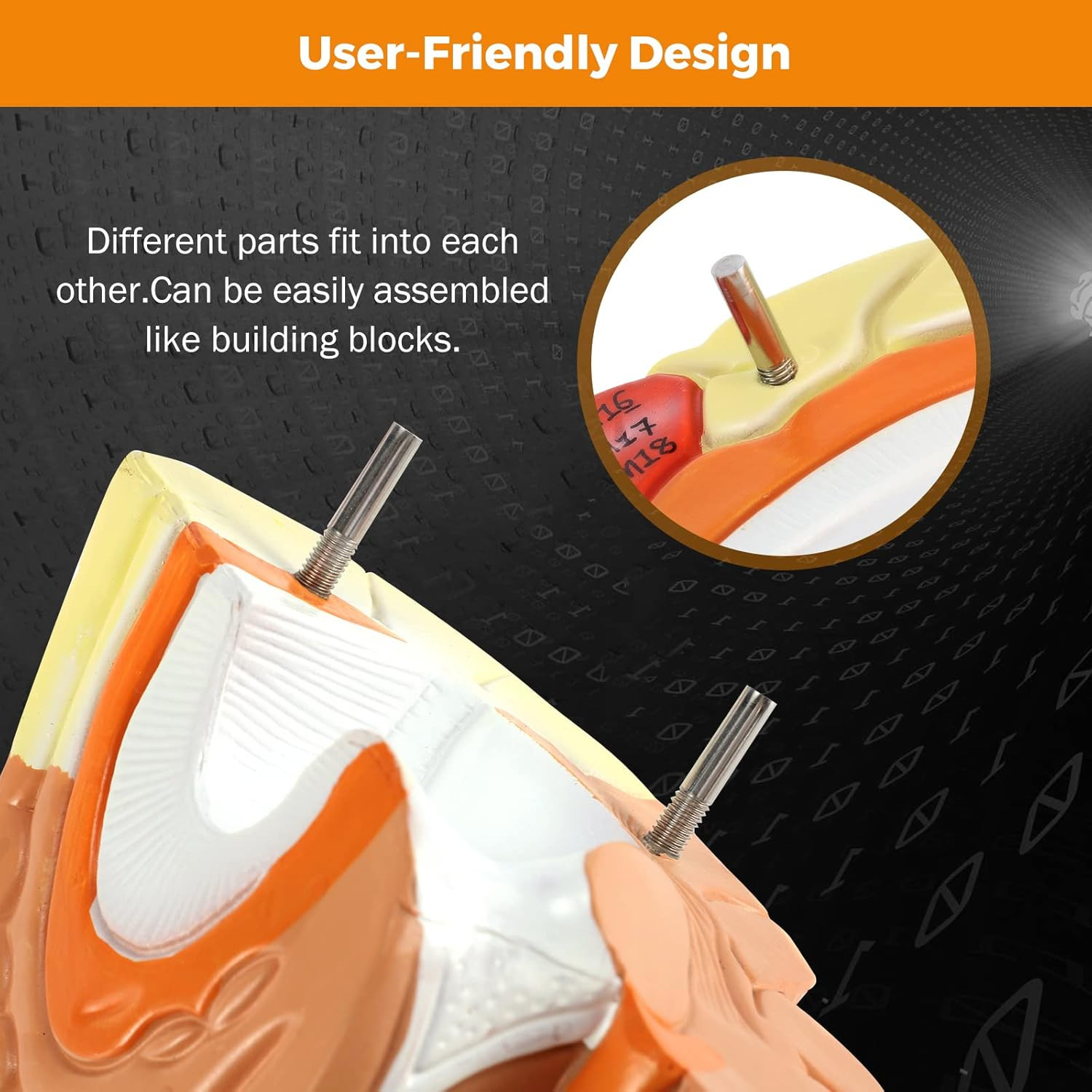 Human Brain Model 2 Times Life Size for Neuroscience Teaching with Labels Anatom