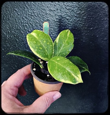 curcuma plant Turmeric Plants For Sale | Curcuma longa main image 0